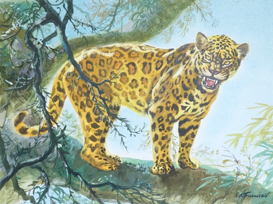 V. R. Furnivall, Study of a leopard on a branch, signed, mixed media and gouache, 29 x 39cm, mounted, unframed